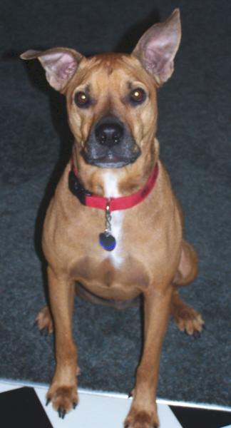 This is my sweet little Red Bug. He's a 6 year old mixed breed that we adopted from the no kill shelter when he was about 8 months old.