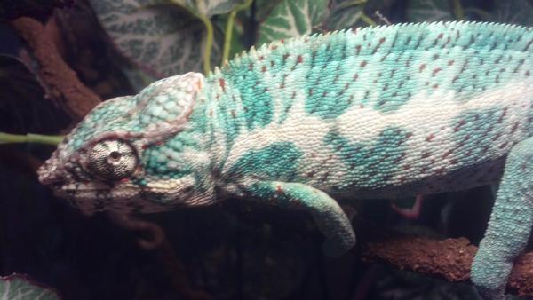 This is Nero, my Kush/Triton male