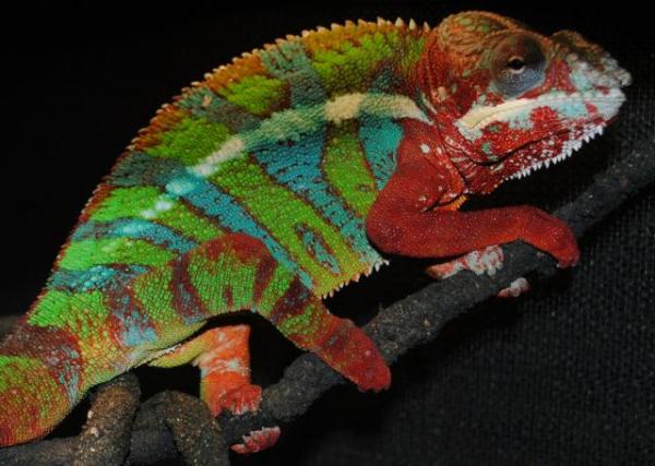 this is shinobies sire franklin if you dont have one of curts epic chameleons your missin out!!!!