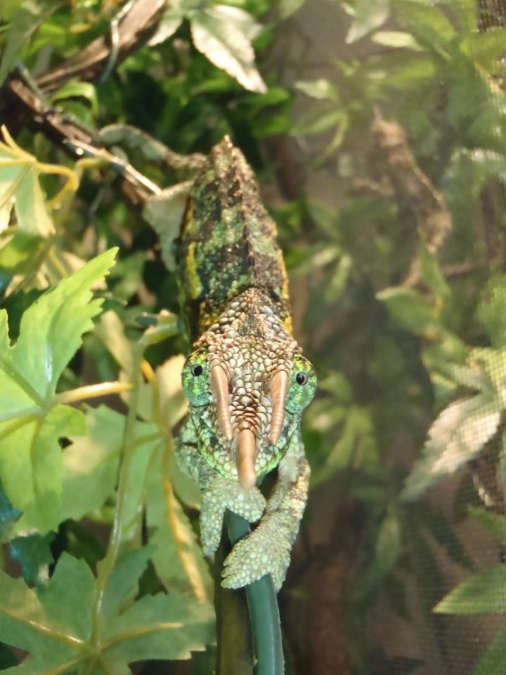 This Is Spike !!