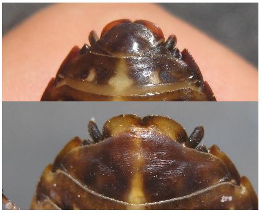 This is the easy way to tell males from females, The top is male, bottom is female. That little end segment that goes from one little horn to the othe