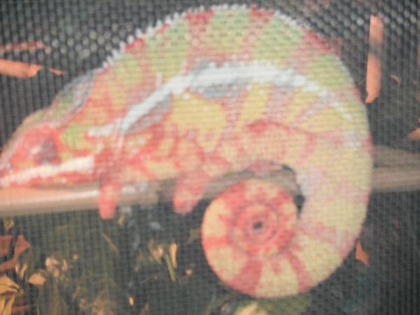 This is the only pic I have of him sleeping takin with the flash on so you can kinda see his sleeping colors.