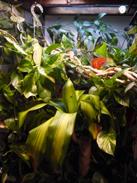 This is what it looks like now after I changed Kami's plants around.