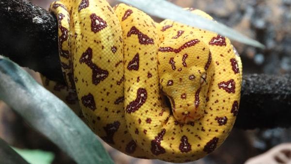 This is Willow, unsexed Biak Green Tree Python