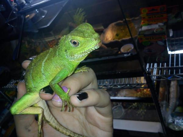 this isn't mine , but it's the one i was looking at in the petshop, they really do look amazing & don't seem to have much attitude or problems with ha