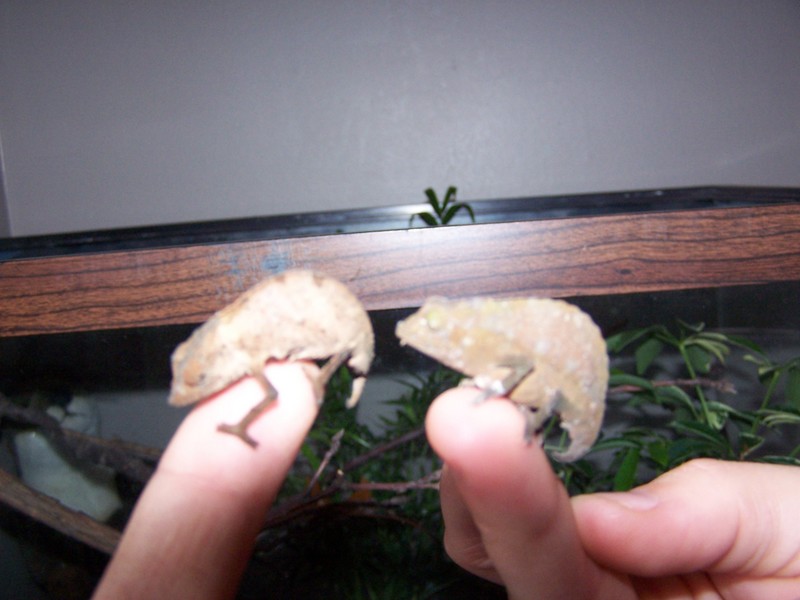 This little Pyggy....