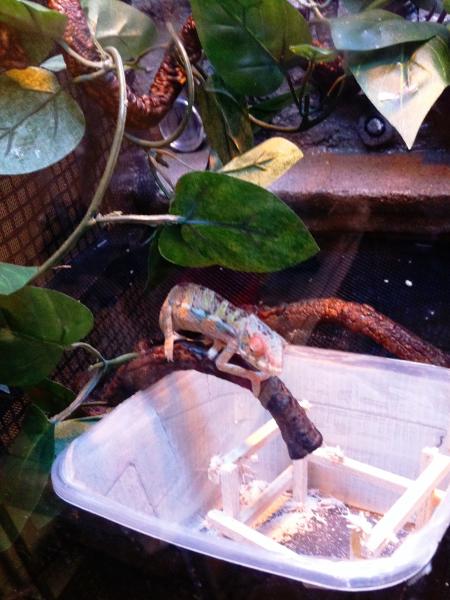 this morning when I fed Be he lite up showing more colors.  5 months old now.