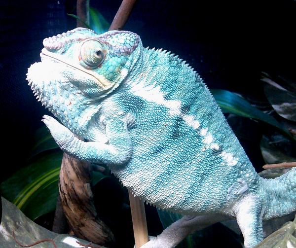 This Nosy Be boy came from Chameleon and Company out of Florida. Very impressed with what they sent me, their health and their immediate response and