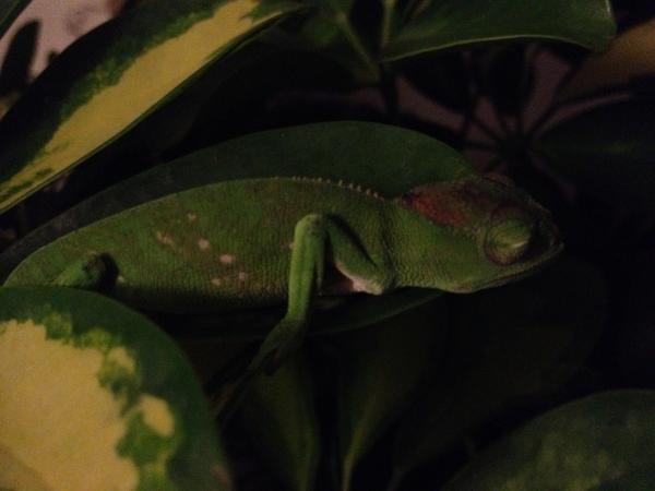 This was Ghubari's first night with me.  He was out cold... poor little guy had a rough trip.