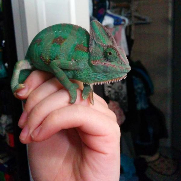 This was me taking him out of the box on our first meeting as I was putting him in the enclosure!! Such an exciting day!! But... just sayin... I did n