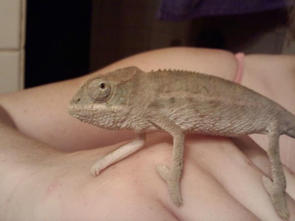 This was Sonny at about 3 months old