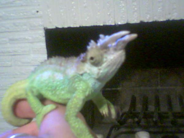 this was taken with my phone. he looks HUGE!