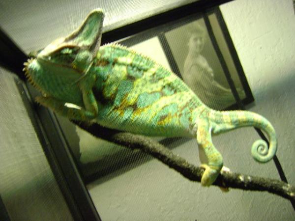 this would be lucky when i put my hand in his cage