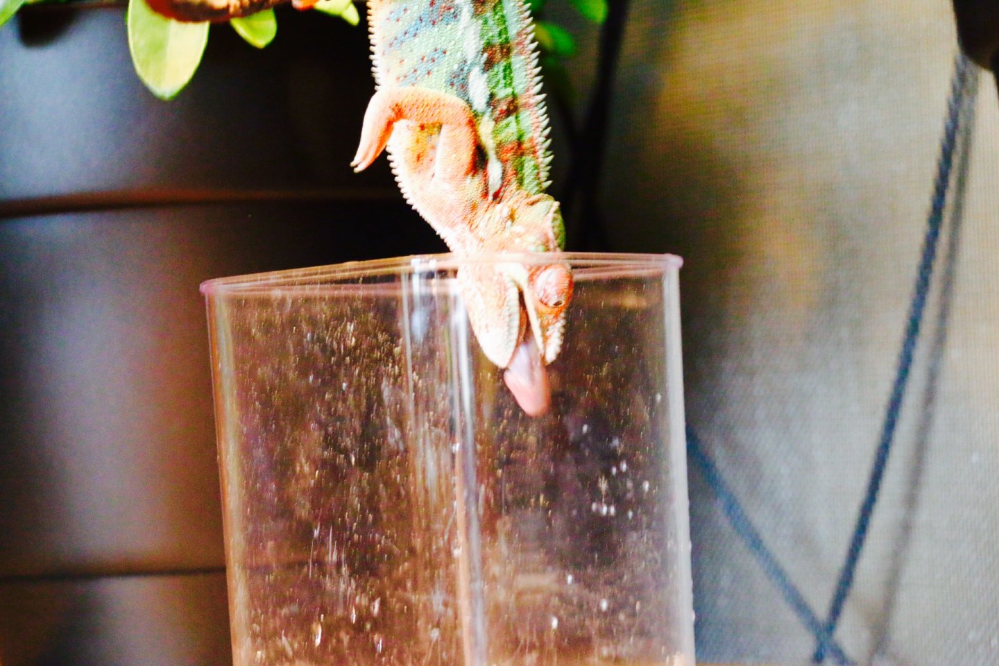 Thor eating crickets