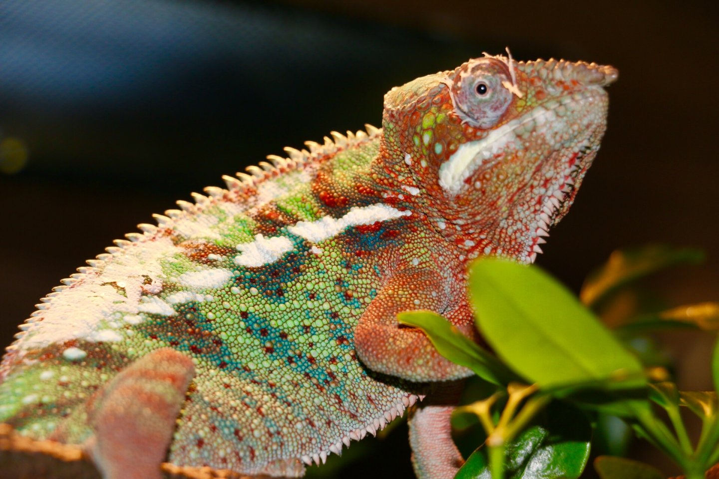 Thor Shedding