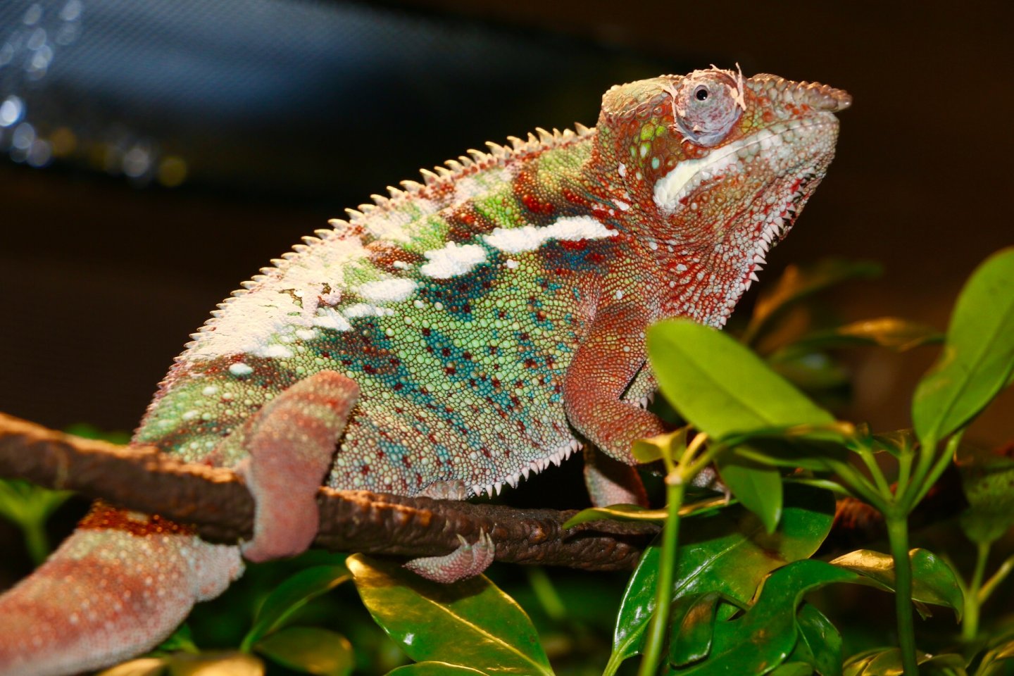 Thor Shedding