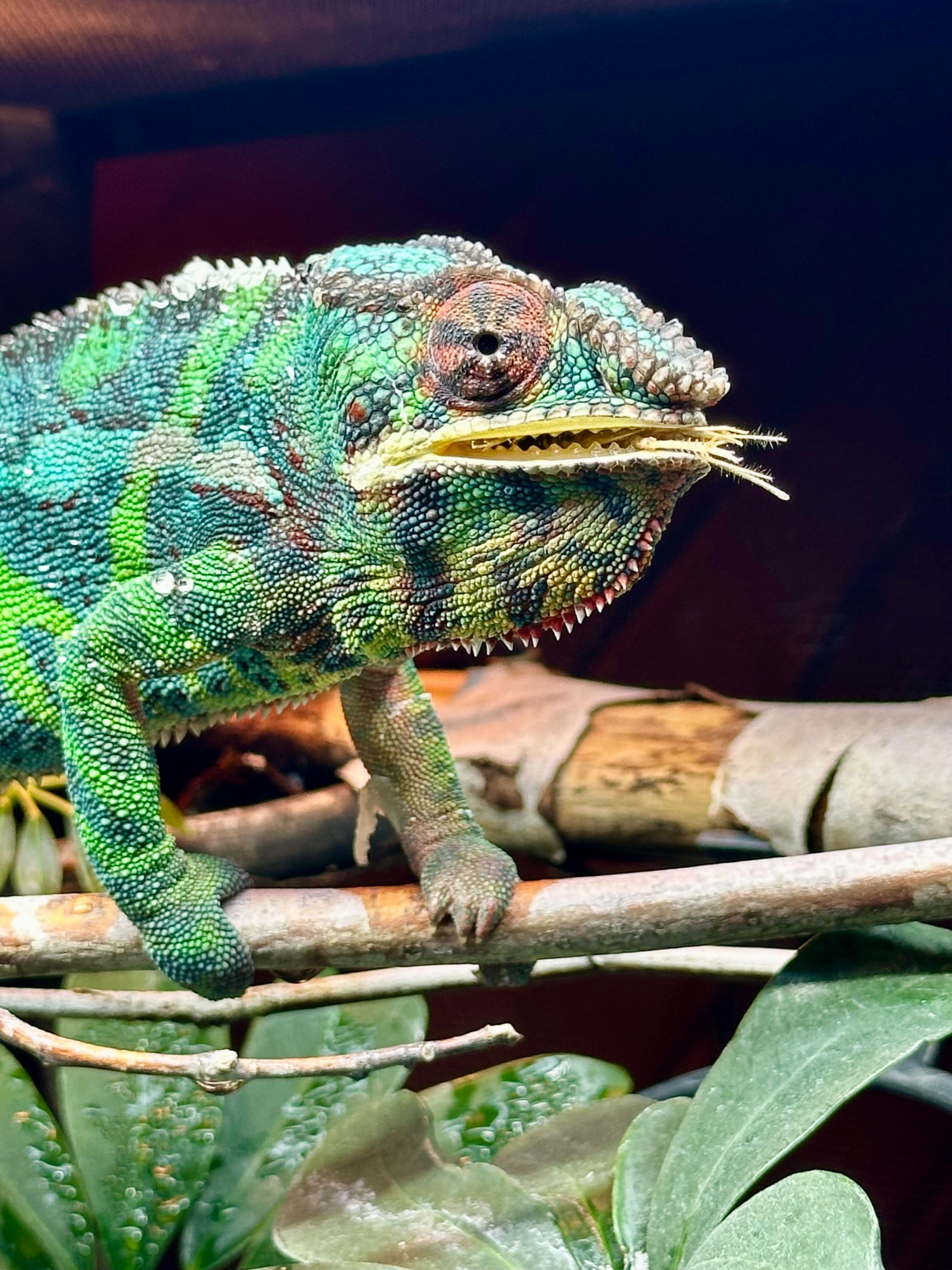 Those are some pearly whites you have sir!