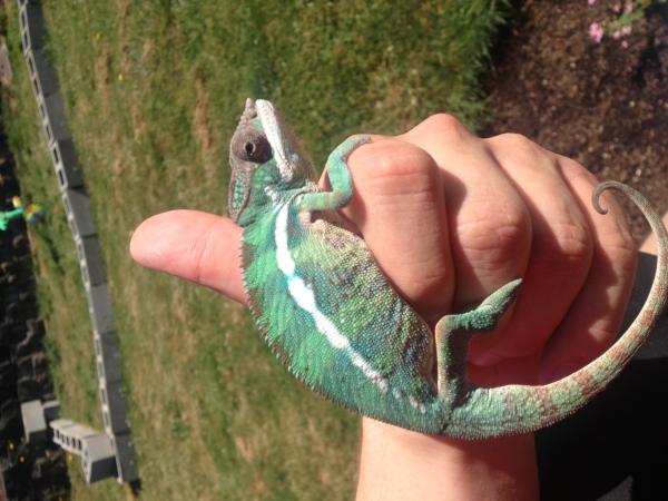 *THOSE CRICKETS AND SUPER WORMS HIT THE SPOT*
Sniper at 5 months and about 28 grams