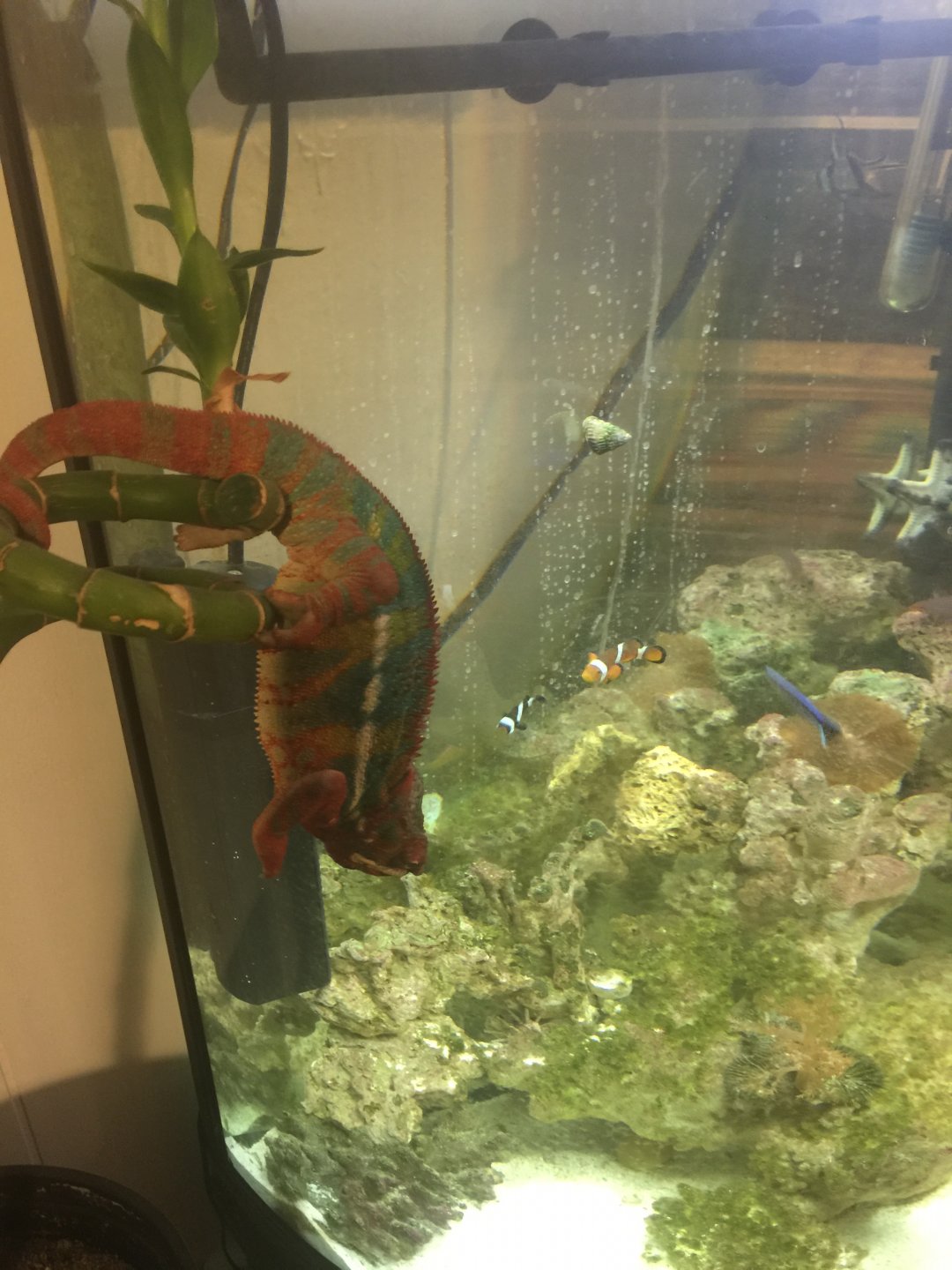 Those fish look tasty.