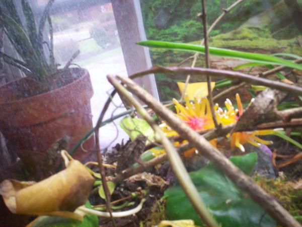 three captive bred babies