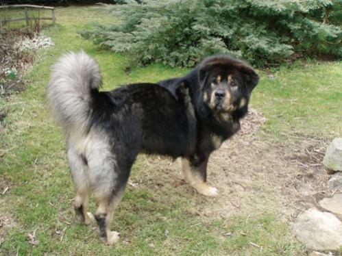 Tibetan Mastiff Baso
