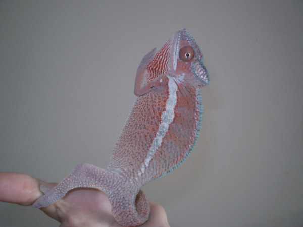 Tico