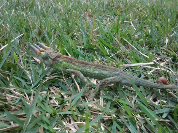 Tiger's gettin' anorexic, need to find feeders asap