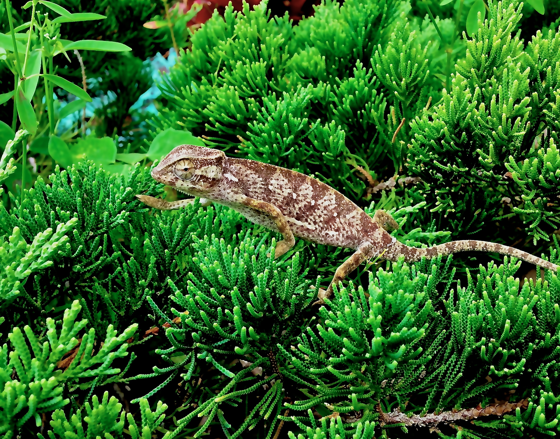Tiki The Senegal Chameleon