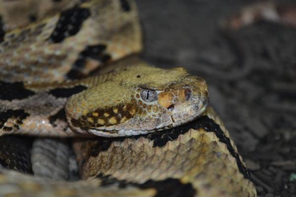 Timber Rattlesnake