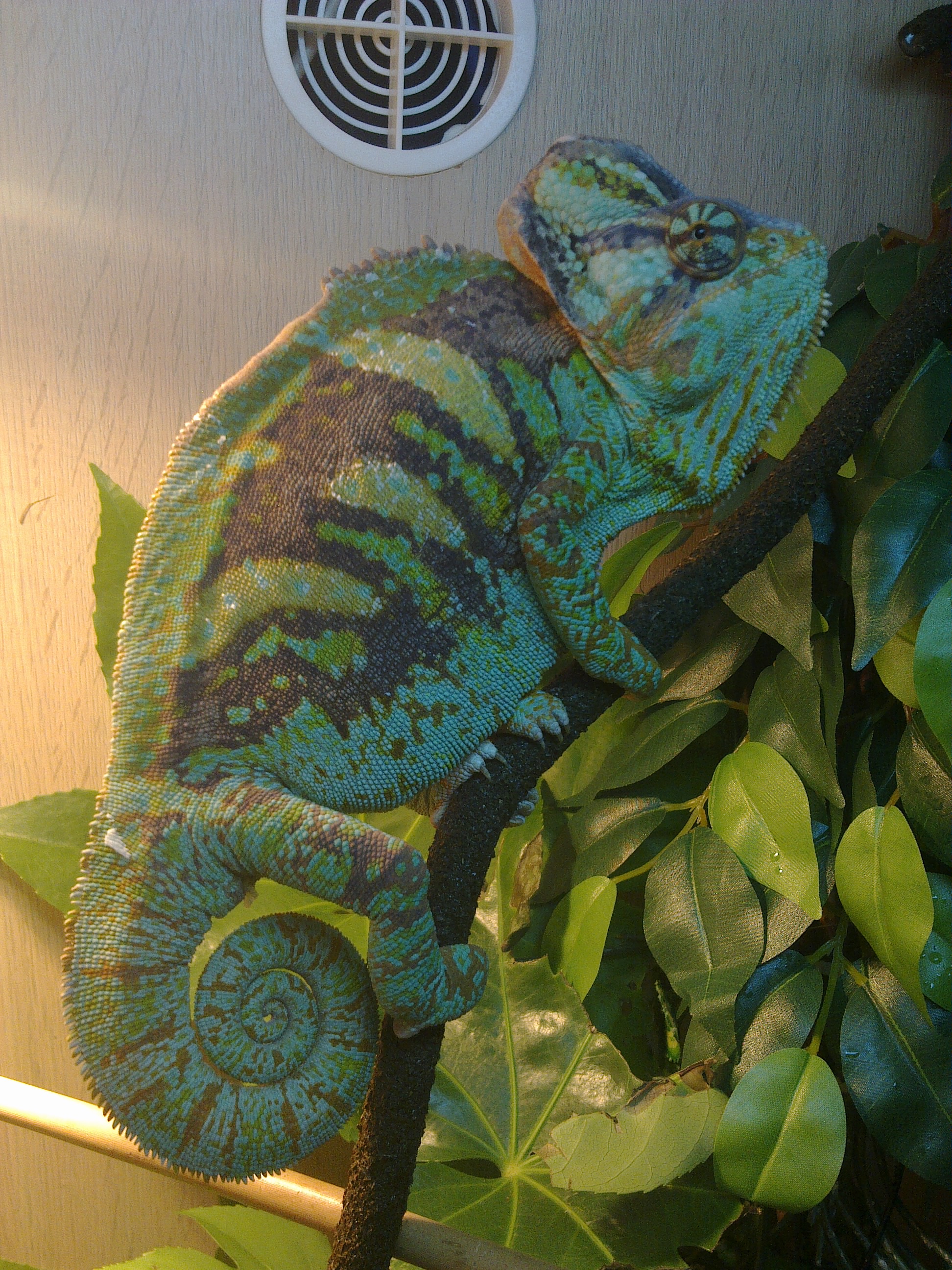 Timmy The Chameleon