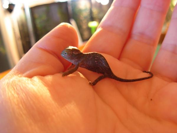 Tiny Baby Fisher days old...Jan 08 the day he came in the mail!