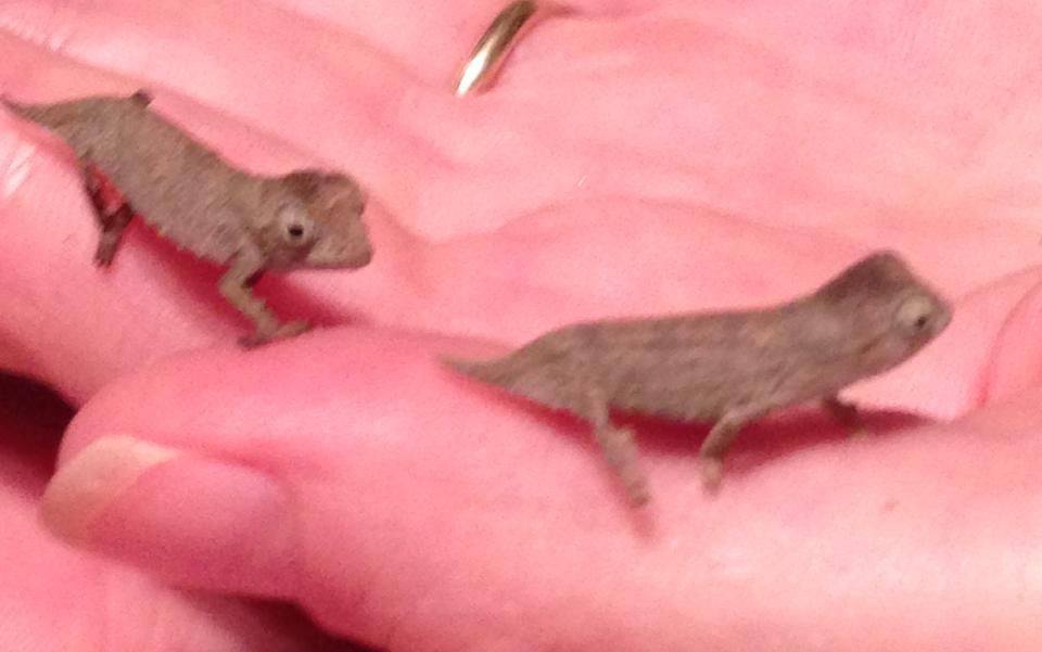 Tiny Pygmy Chams Just Hatched