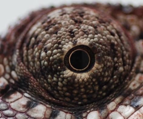 Titan Eye 
*Photo taken by Mike Besok*