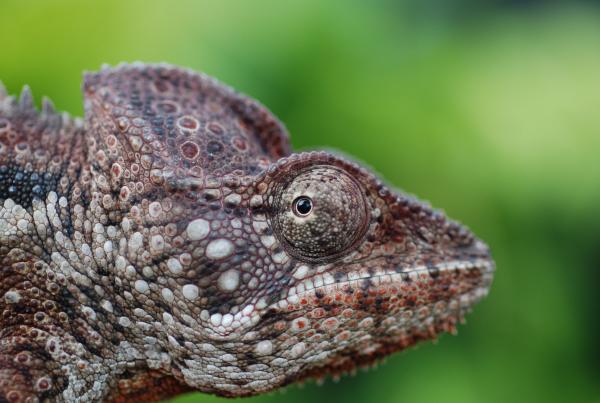 Titan Face Profile

*Photo taken by Mike Besok*