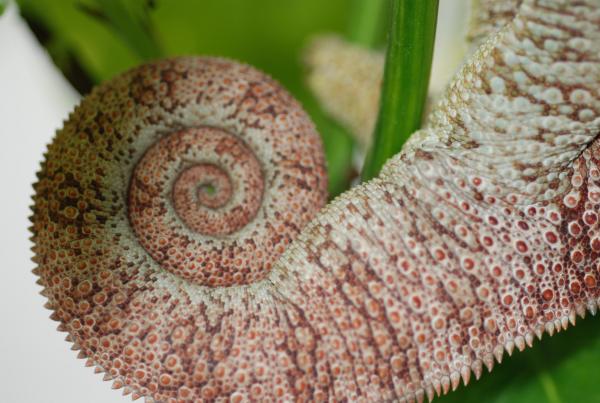 Titan Tail

*Photo taken by Mike Besok*
