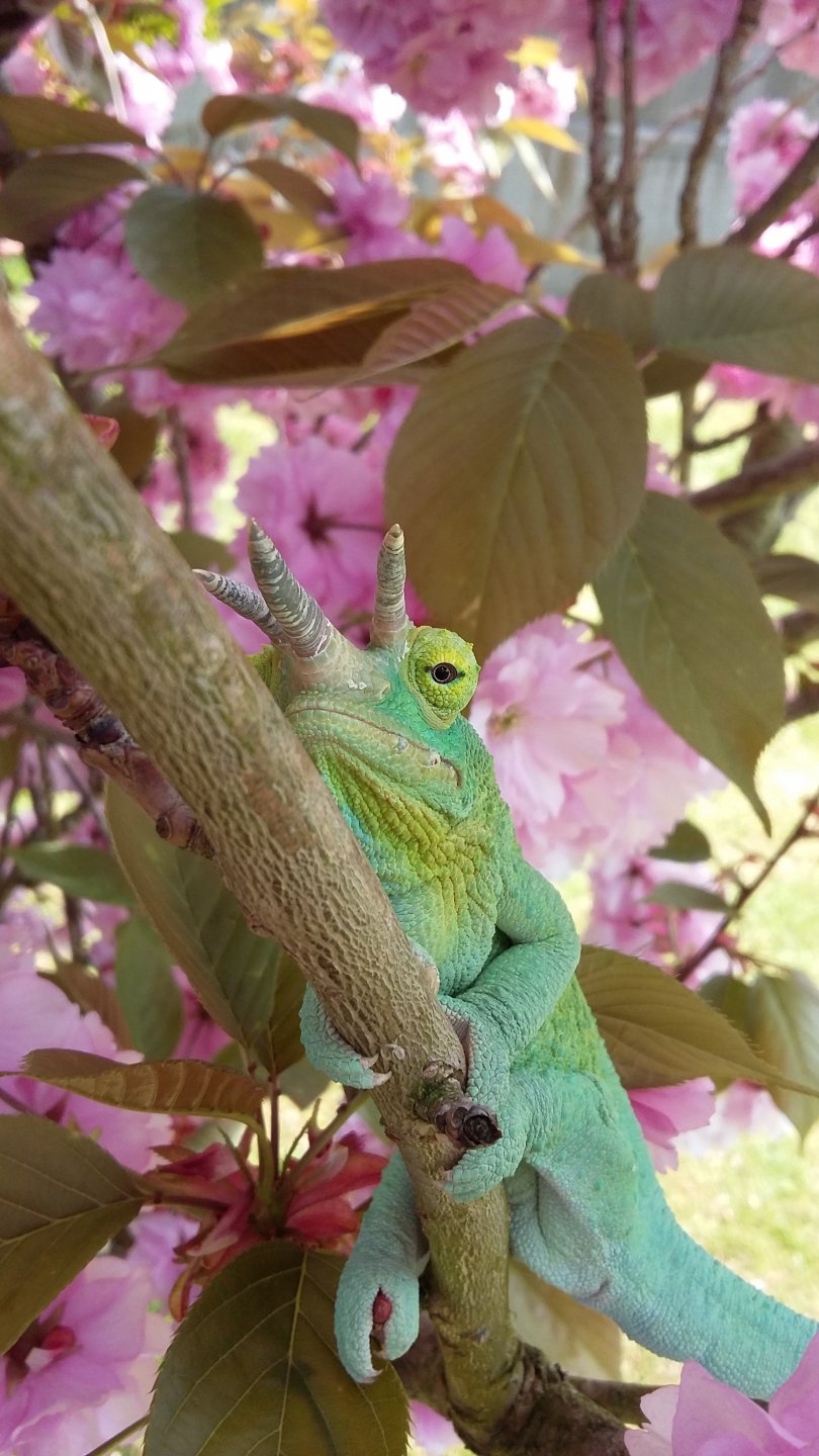 Toby in the tree!