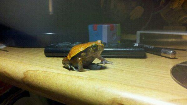 Tomato Frog named Zelda