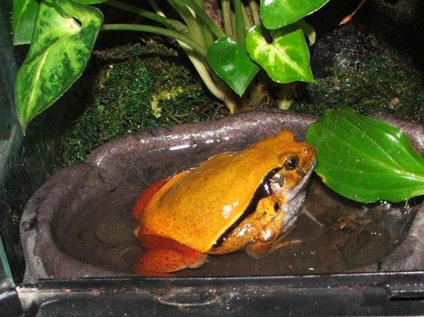 Tomato Frog