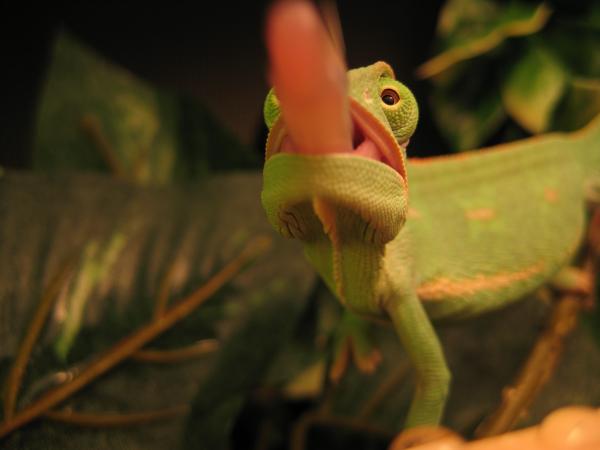 Tongue shot at camera