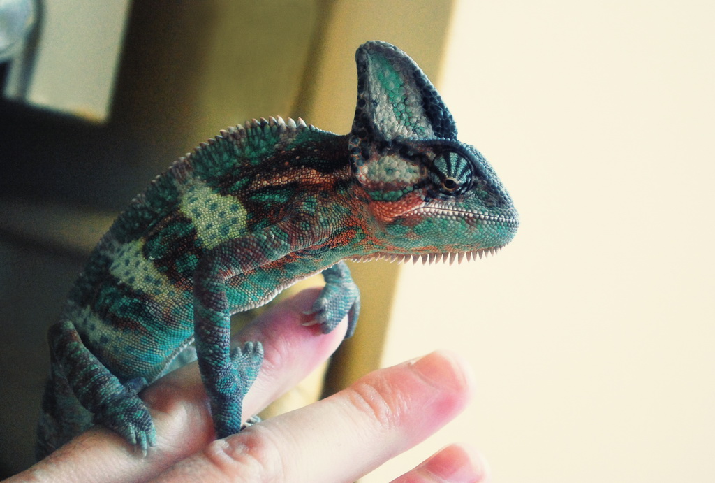 Tongy The Dinosaur