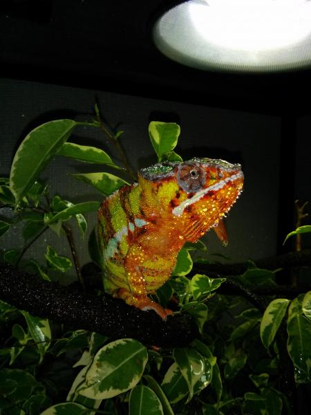 Tony Clifton: Kammer Red bar ambilobe