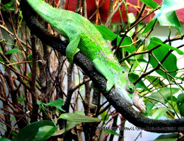 too green to be a stick little Tommy