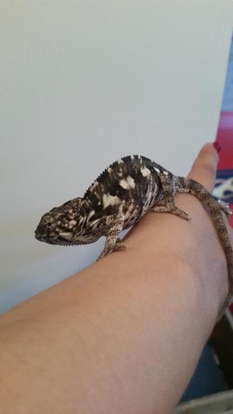 Torch at 3 months