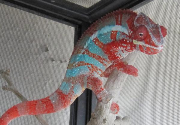 Torch: red body blue bar Ambilobe