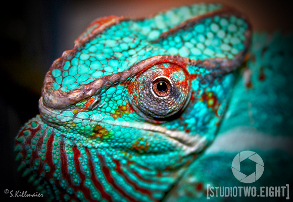 Tray-bear <3 <3 <3

My first Panther, we had many great years together before his passing. I miss him greatly.