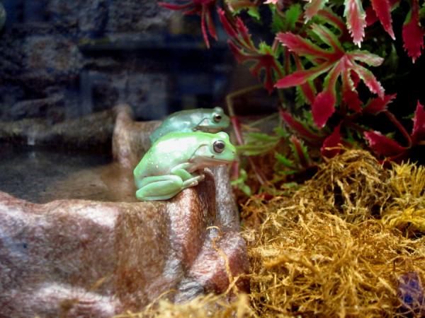 tree frogs in petco