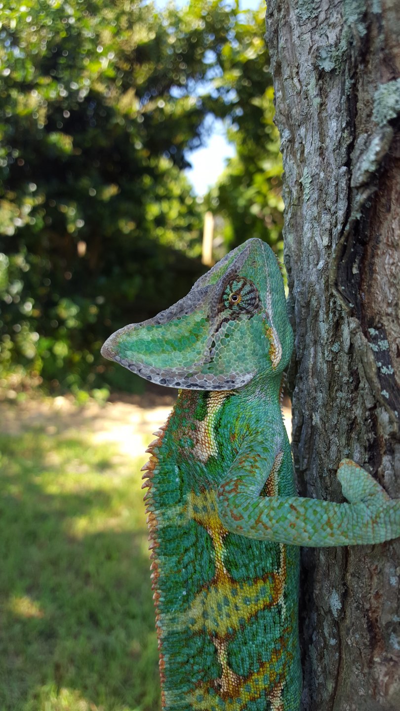 Tree hugger