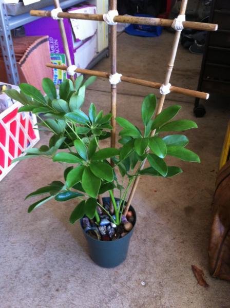 Trellis in the potted Schefflera.