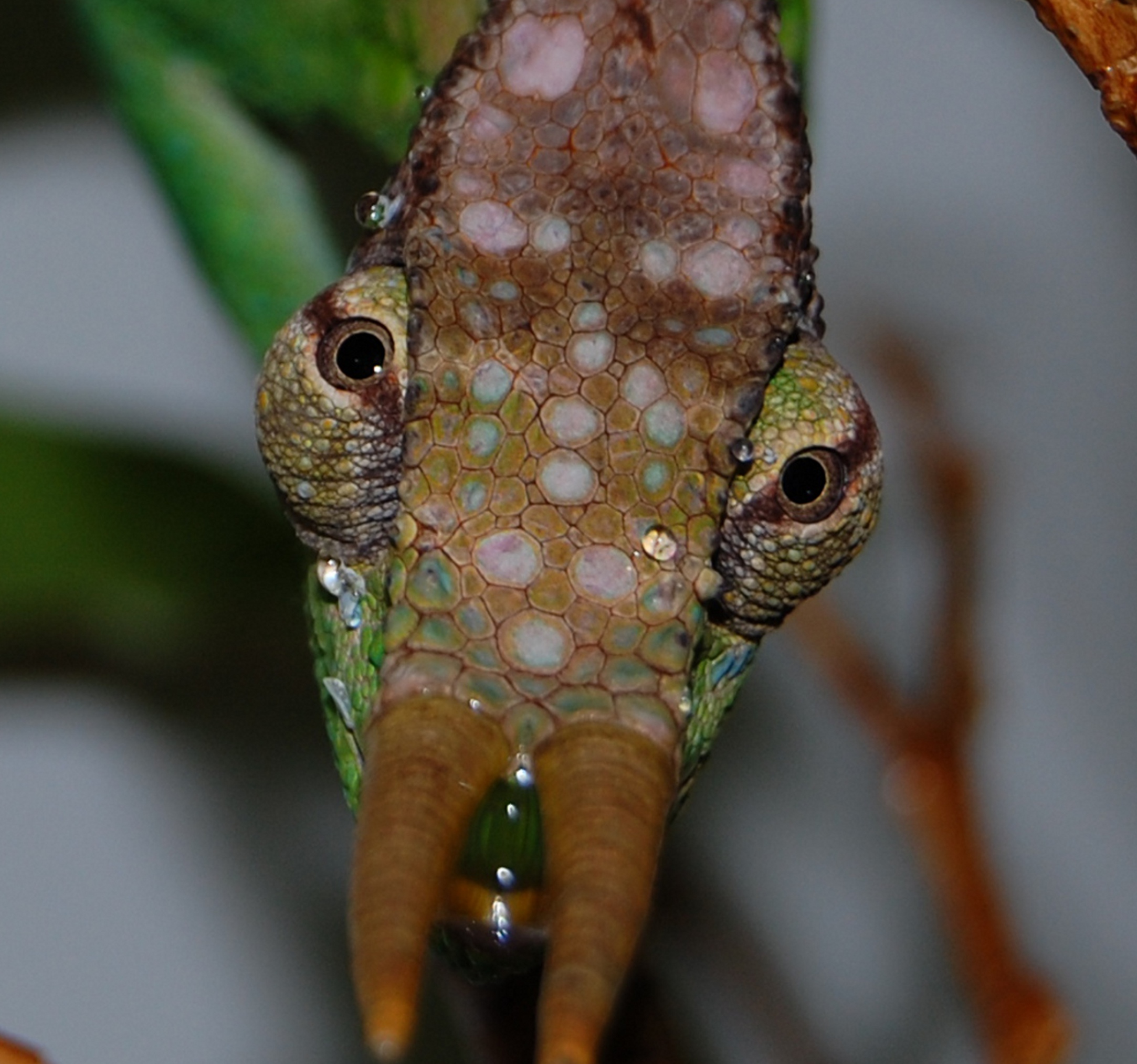 Triceros Montium Male