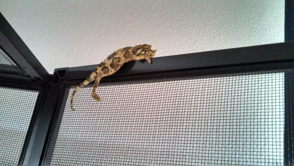 Tricky day 2 - I opened the cage for just a moment, and when I next looked, he was already here! What are you doing, Tricky? lol